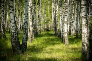 birch, tree, nature, landscape, park, grove, wood, pine, green, woods, trunk, summer, autumn, grass, season, spring, woodland, day, leaf, light, fall, environment, sun, leaves, birch, birch, birch, grove, grove, grove, grove, grove, woodland